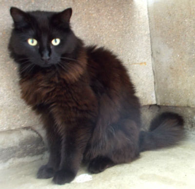 black cat Margaret Green Animal Rescue charity.jpg